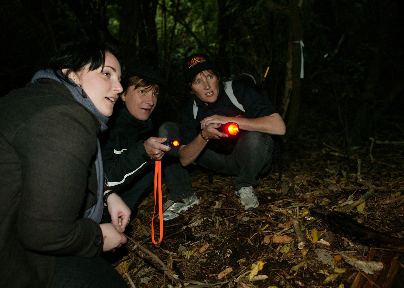 Zealandia By Night